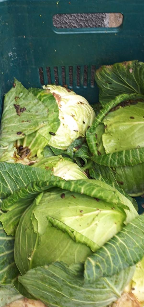 DA MERENDA À RATOEIRA: COMUNIDADE DENUNCIA RATOS ENTRE ALIMENTOS NA ESCOLA ALEIXO GREBOS EM ARAUCÁRIA